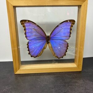 Framed Purple Butterfly Display
